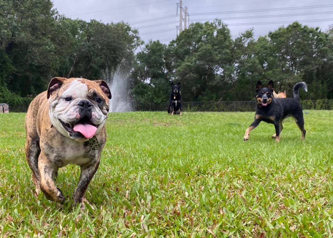 A pack of dogs mid-play on AAA Pet Resort's grounds