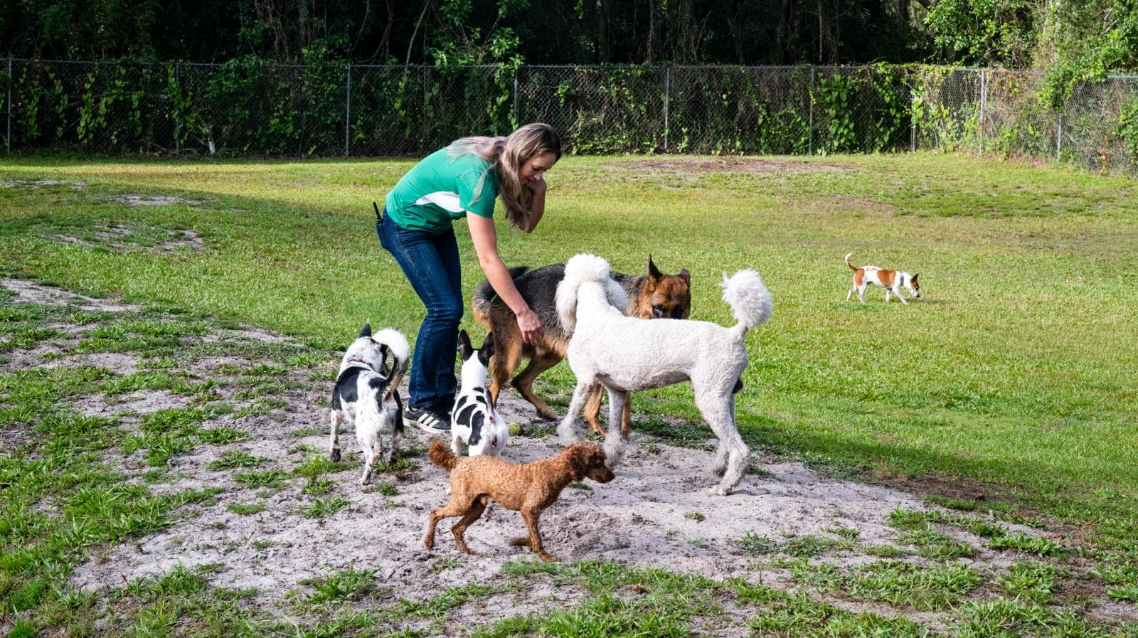 A member of the Pompeyo family in a resort polo playing with dogs at AAA Pet Resort