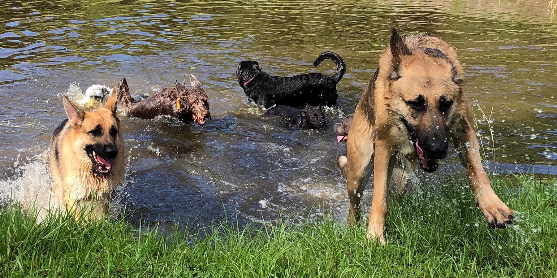 Dogs swimming in AAA Pet Resort's spring-fed pond